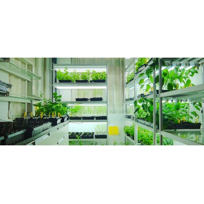 番茄/煙草/油菜生長室